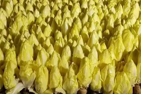 娃娃菜怎么种植，株距保持在20厘米