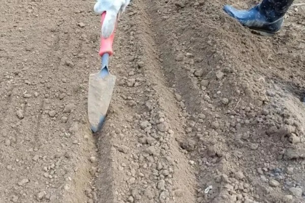 娃娃菜怎么种植，株距保持在20厘米