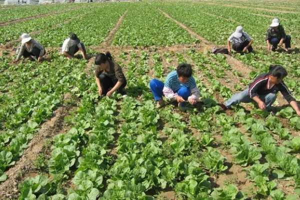 娃娃菜怎么种植，株距保持在20厘米