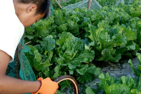 娃娃菜怎么种植，株距保持在20厘米