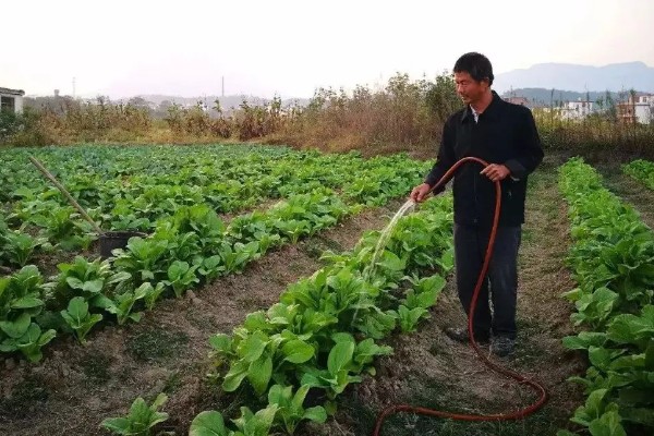 娃娃菜怎么种植，株距保持在20厘米