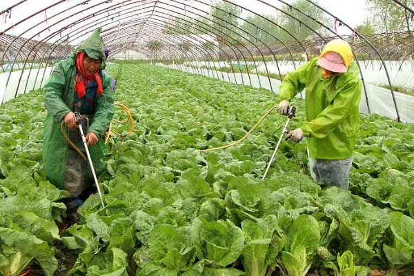 娃娃菜怎么种植，株距保持在20厘米