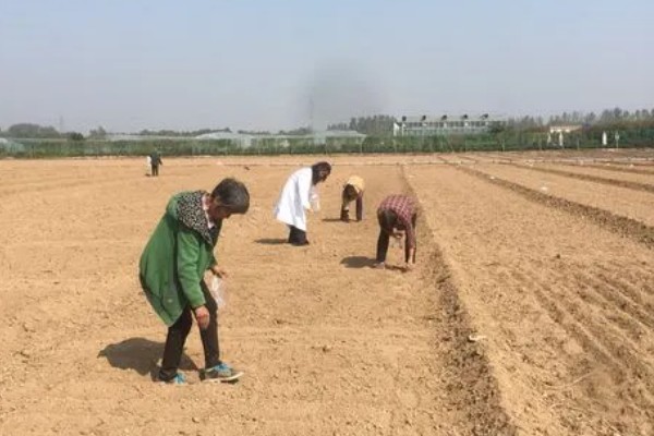 娃娃菜怎么种植，株距保持在20厘米