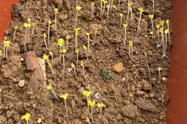 娃娃菜怎么种植，株距保持在20厘米