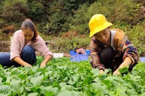娃娃菜怎么种植，株距保持在20厘米
