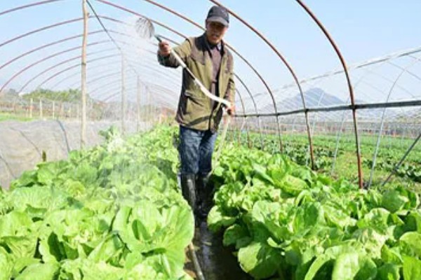 娃娃菜怎么种植，株距保持在20厘米