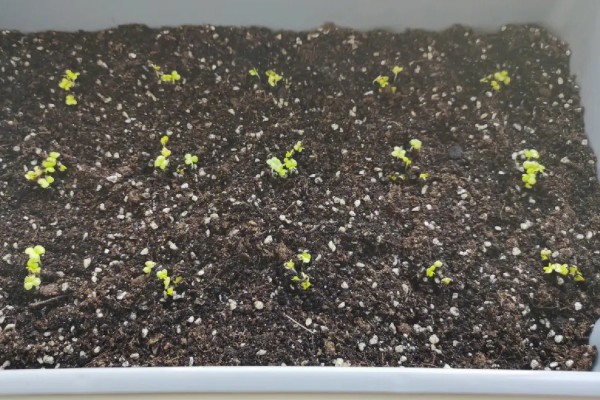 娃娃菜怎么种植，株距保持在20厘米