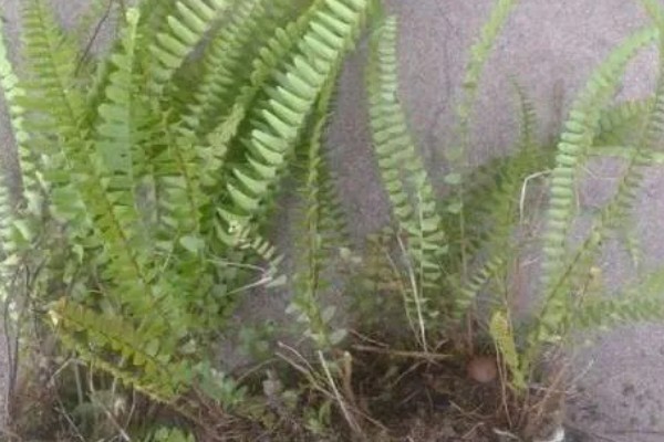 一根蜈蚣草繁殖多根的方式，选择在每年的5-6月份进行