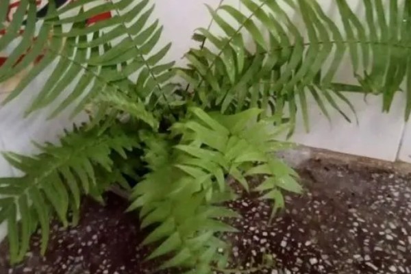 一根蜈蚣草繁殖多根的方式，选择在每年的5-6月份进行