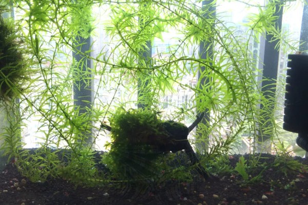 一根蜈蚣草繁殖多根的方式，选择在每年的5-6月份进行