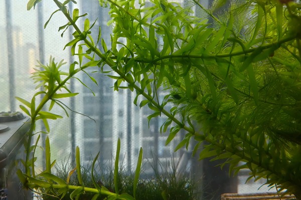 一根蜈蚣草繁殖多根的方式，选择在每年的5-6月份进行