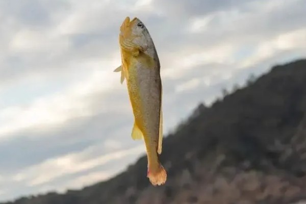 钓黄鱼用什么饵，黄鱼爱吃活饵