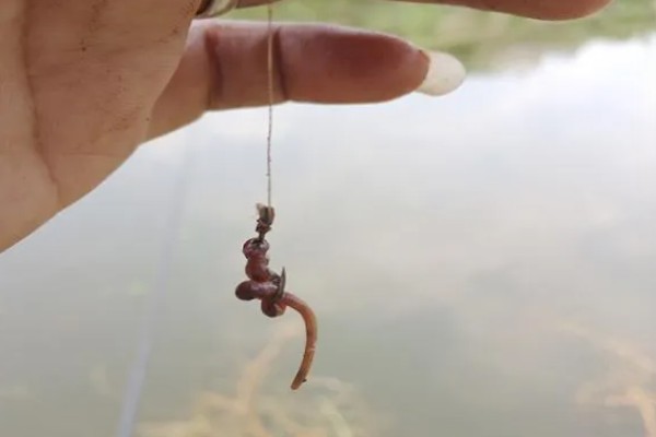 钓黄鱼用什么饵，黄鱼爱吃活饵
