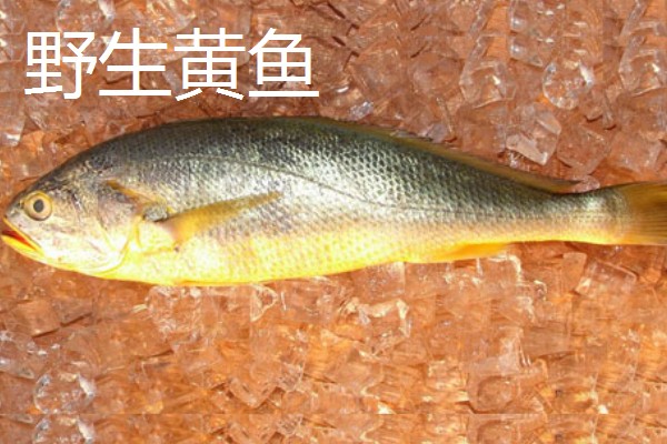 钓黄鱼用什么饵，黄鱼爱吃活饵