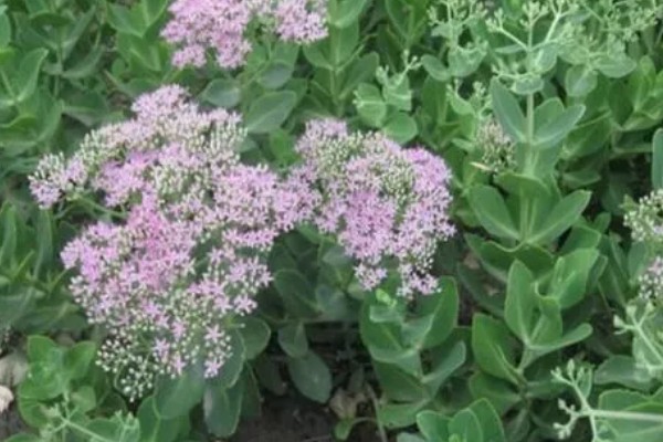 八宝景天能水培吗，是可以进行水培的