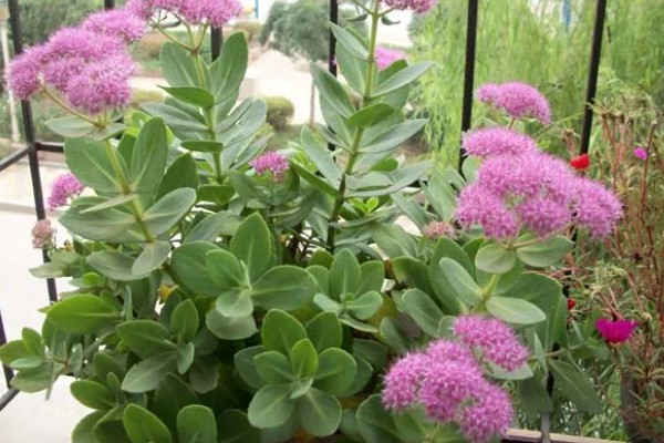 八宝景天能水培吗，是可以进行水培的