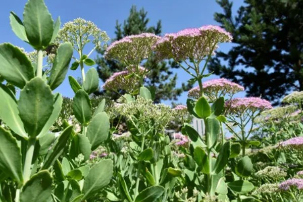 八宝景天能水培吗，是可以进行水培的