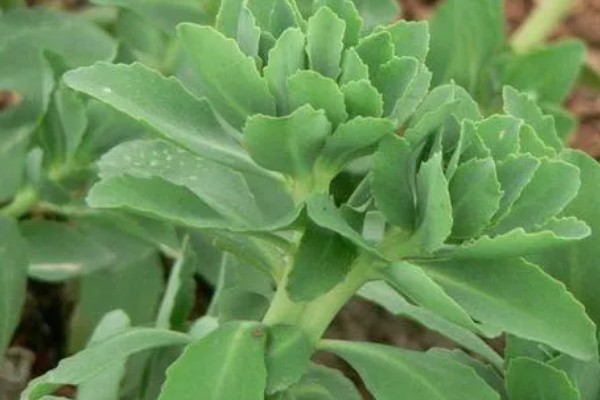 八宝景天能水培吗，是可以进行水培的