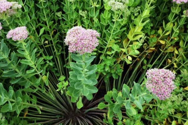 八宝景天能水培吗，是可以进行水培的