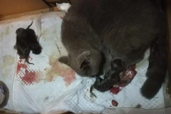 母猫流血以后多长时间生产，大概3-8个小时