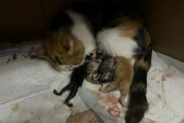 母猫流血以后多长时间生产，大概3-8个小时