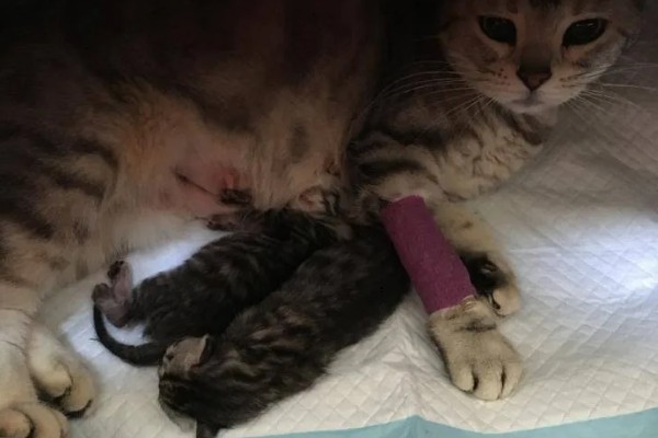 母猫流血以后多长时间生产，大概3-8个小时