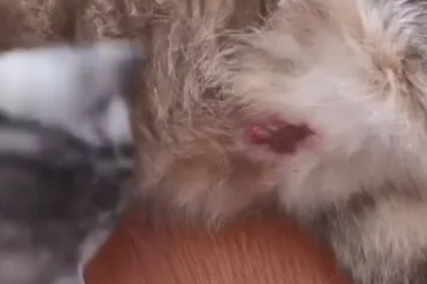 母猫流血以后多长时间生产，大概3-8个小时