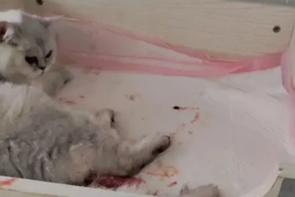 母猫流血以后多长时间生产，大概3-8个小时