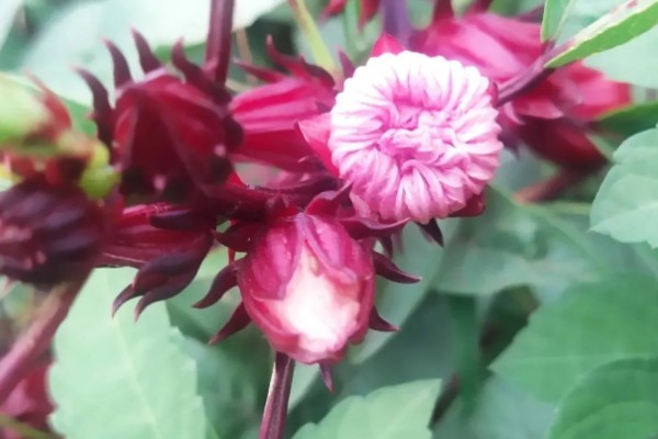 红桃K种子发芽的种养方式，种养前需要进行翻土和施加底肥