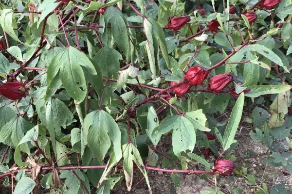 红桃K种子发芽的种养方式，种养前需要进行翻土和施加底肥