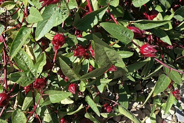 红桃K种子发芽的种养方式，种养前需要进行翻土和施加底肥