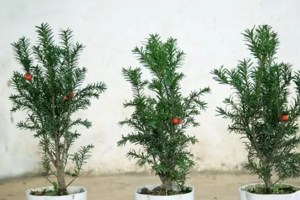 南方红豆杉开花结果的时间，一般是7-8年树龄