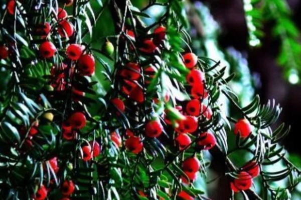 南方红豆杉开花结果的时间，一般是7-8年树龄