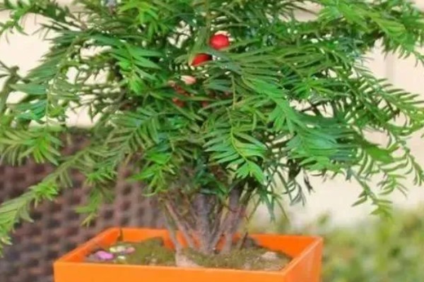 南方红豆杉开花结果的时间，一般是7-8年树龄