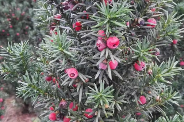 南方红豆杉开花结果的时间，一般是7-8年树龄