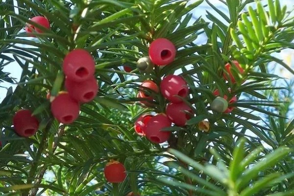 南方红豆杉开花结果的时间，一般是7-8年树龄