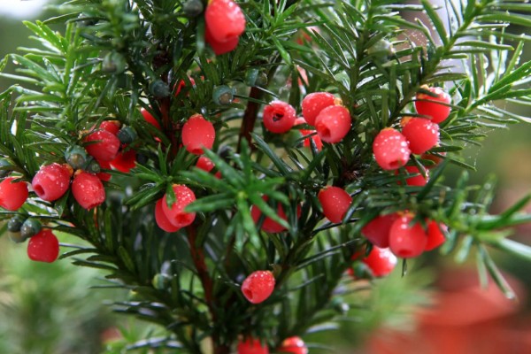 南方红豆杉开花结果的时间，一般是7-8年树龄