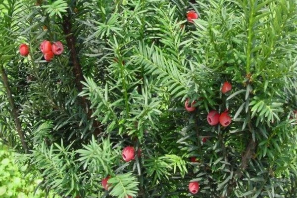 南方红豆杉开花结果的时间，一般是7-8年树龄