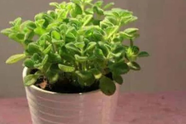 碰碰香叶片发黄的原因，可能是缺光缺肥、盆土板结等因素所致