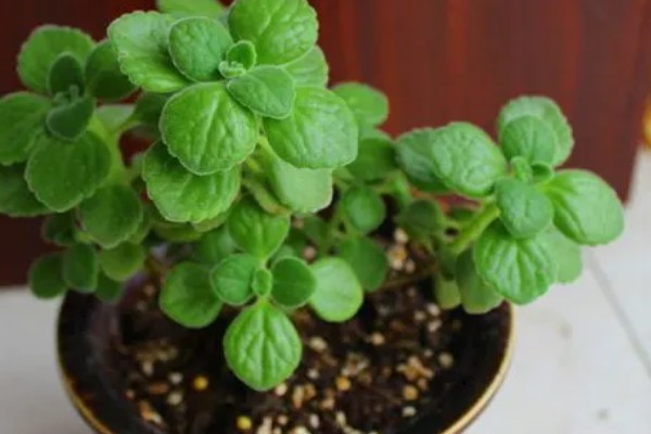 碰碰香叶片发黄的原因，可能是缺光缺肥、盆土板结等因素所致