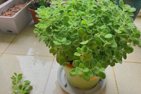 碰碰香叶片发黄的原因，可能是缺光缺肥、盆土板结等因素所致