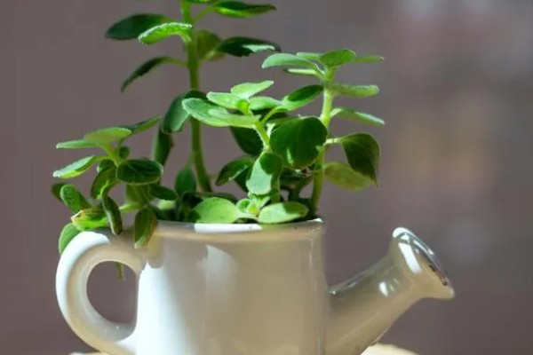 碰碰香叶片发黄的原因，可能是缺光缺肥、盆土板结等因素所致