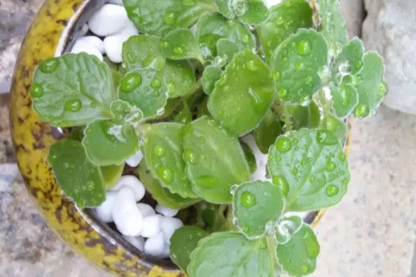 碰碰香叶片发黄的原因，可能是缺光缺肥、盆土板结等因素所致