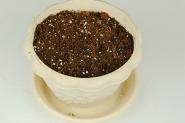 香菜的种植方法，在苗期可使用少许的氮肥