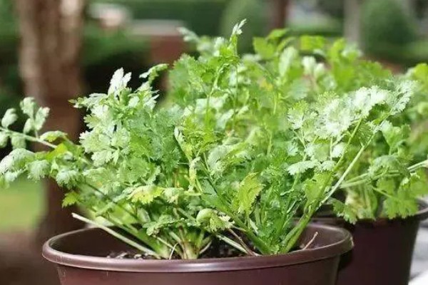 香菜的种植方法，在苗期可使用少许的氮肥