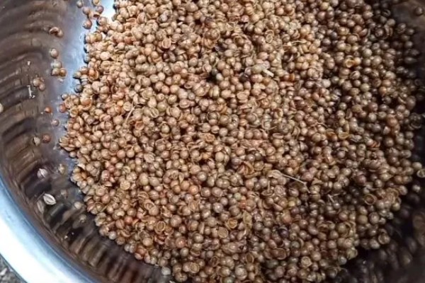 香菜的种植方法，在苗期可使用少许的氮肥