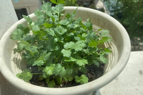 香菜的种植方法，在苗期可使用少许的氮肥