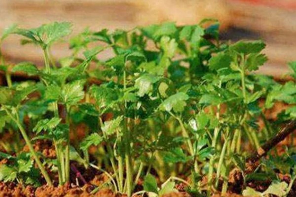 香菜的种植方法，在苗期可使用少许的氮肥