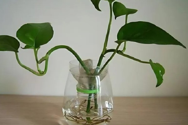 让绿萝长好的方法,每天接受3-4小时的散射光