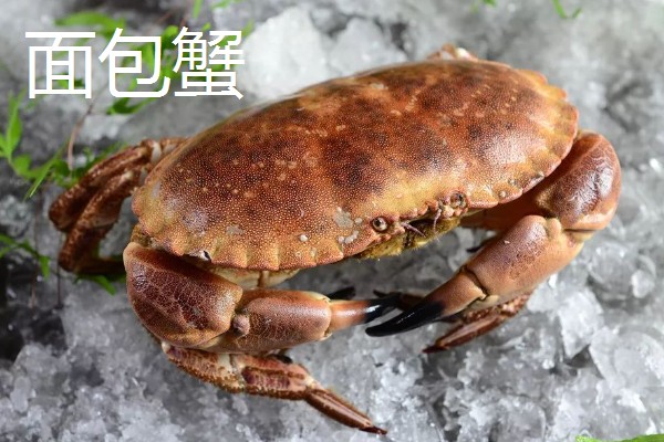 海里有什么螃蟹，包括梭子蟹、青蟹、蛙蟹等品种